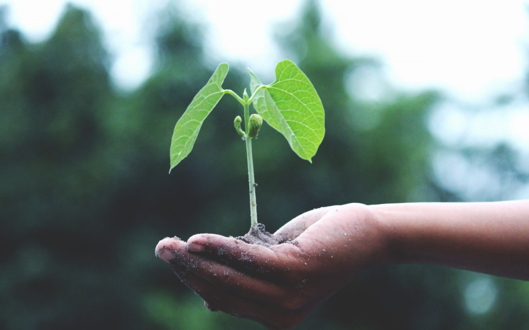 Alimentazione sostenibile: come aiutare il pianeta anche a tavola